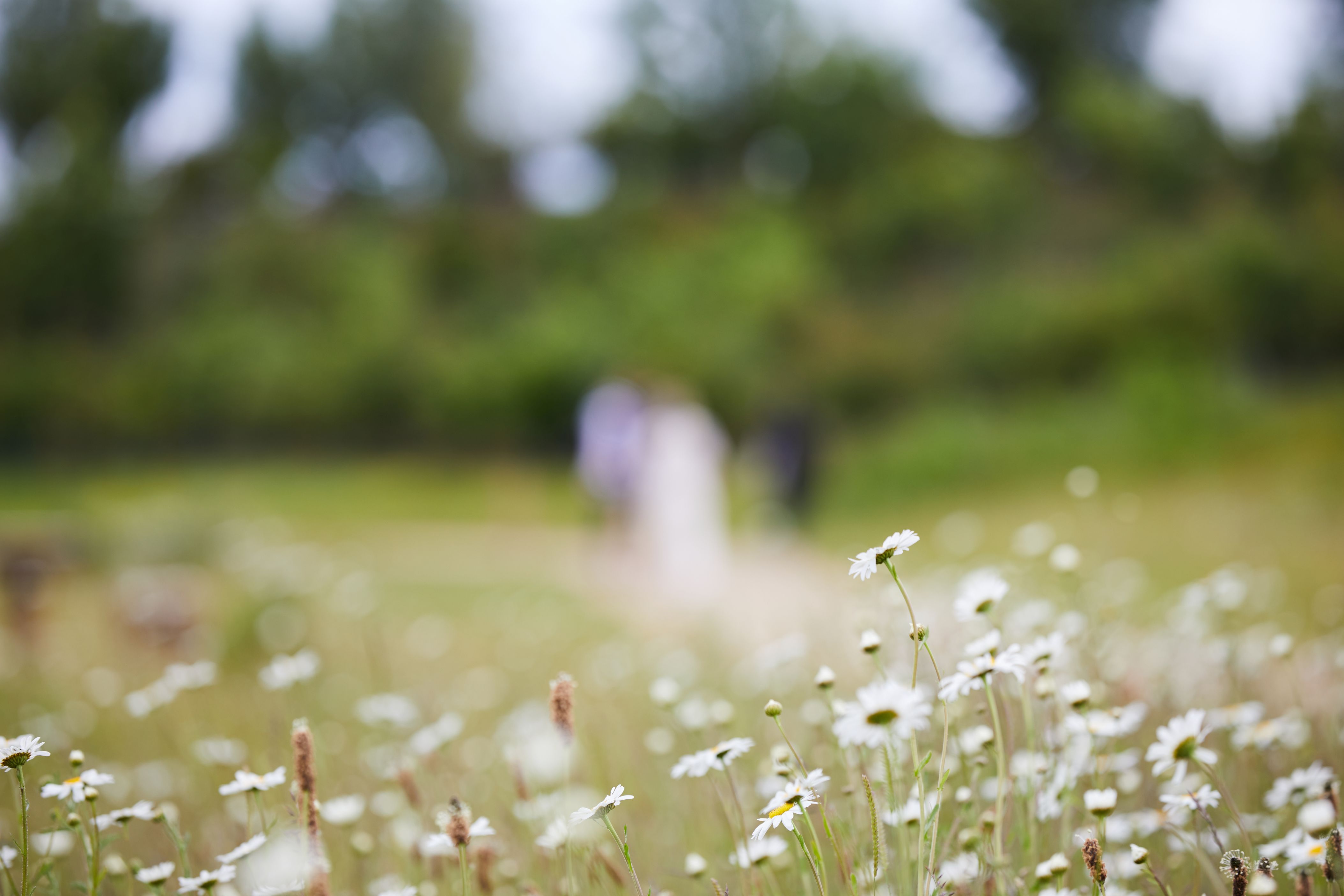 Wildflowers