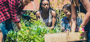 Four people working together on a garden