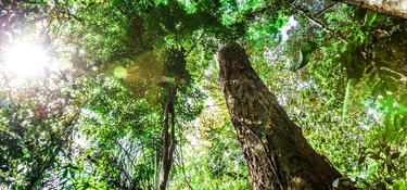 A view of trees in the forest looking up from the trunk