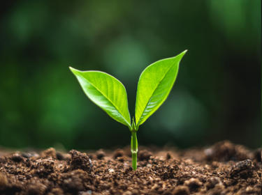 A plant sprouting from the ground