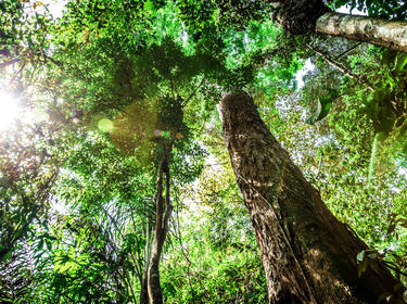 A view of a large tree from the trunk looking up