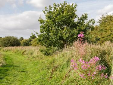 A green meadow with trees and flower bushes