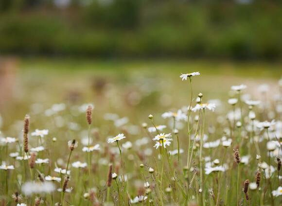 View of flowers in a park