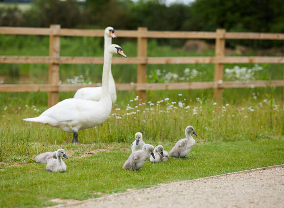 Swans with their cygnets 